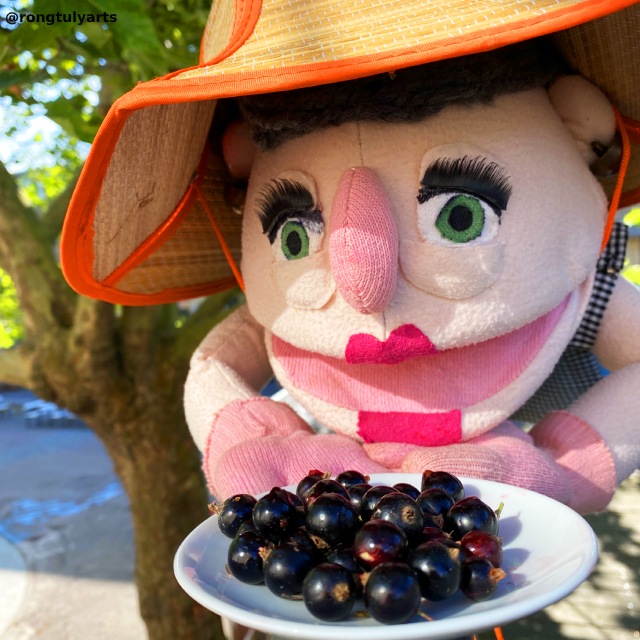 Blackcurrant (solbær) // Season: Summer ☀️